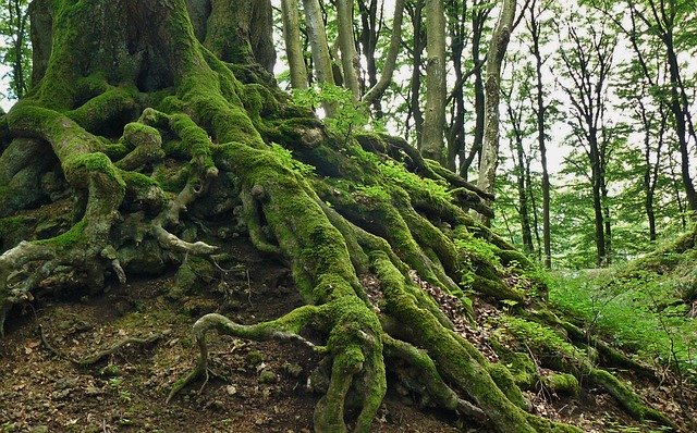 root-276636_640